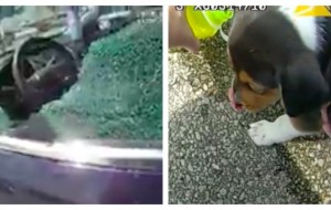 Unresponsive puppy trapped in hot car broken free by police