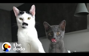 The Chaotic Life Of Charlot The Mustache Cat