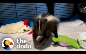 Baby Skunk Does The Cutest Stomps 