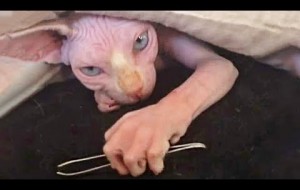 Amazing Sphynx Cat - Funny Cat Video