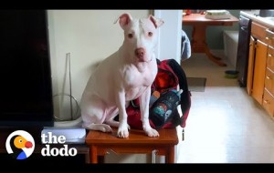 Rescue Pittie Shows Her Foster Sister How To Get Up On The Table