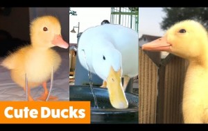 Silly Cute Ducks