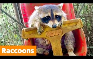 Silly Raccoon Reactions