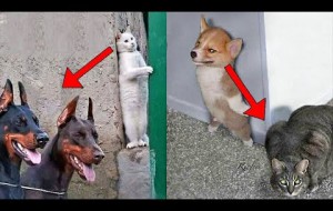 Pets Playing Hide And Seek - Funny Dog And Cat Reaction