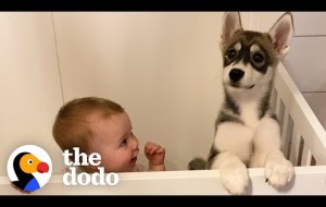 Baby Husky Grows Up With Baby Girl And They Do Everything Together