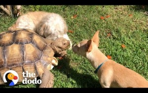 Woman Brings A New Puppy Home To Her Tortoise And Watch What Happens Next!