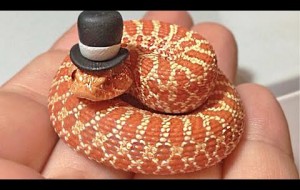 Snakes Can Be Cute Too  - Funny Snake Video 2021