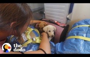 2 Puppies Found On Side Of Road Reunite Months Later