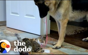 German Shepherd Carries Cat Toy Around The House For The New Kitten To Play With